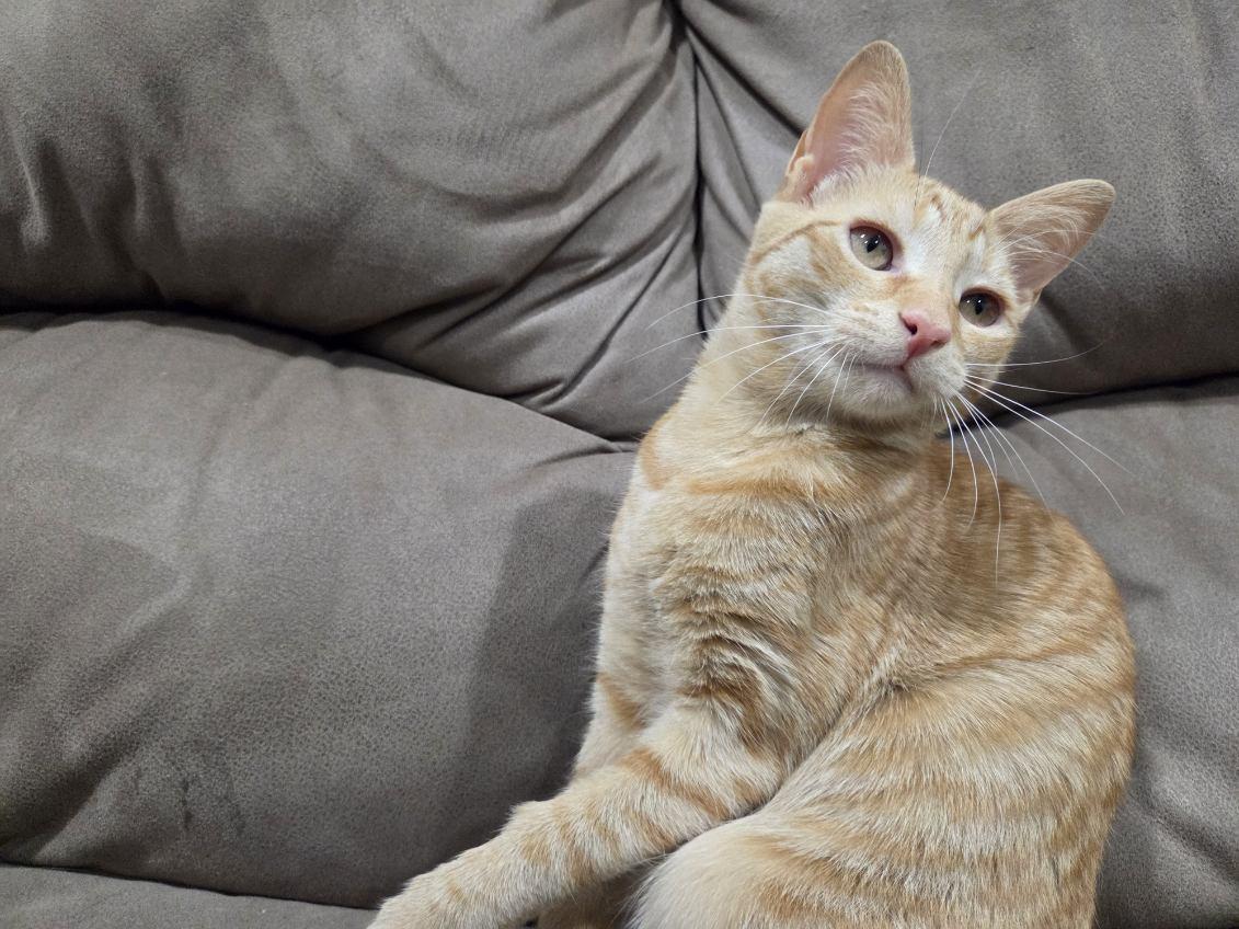 Enlarge Foxy, a Adoptable Domestic Short Hair in Brooklyn, NY image 4/5