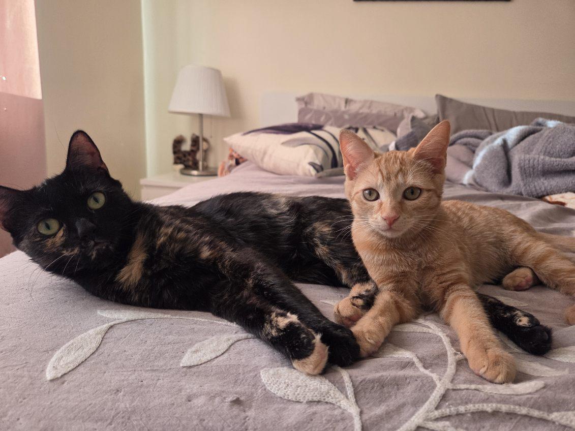 Enlarge Foxy, a Adoptable Domestic Short Hair in Brooklyn, NY image 2/5