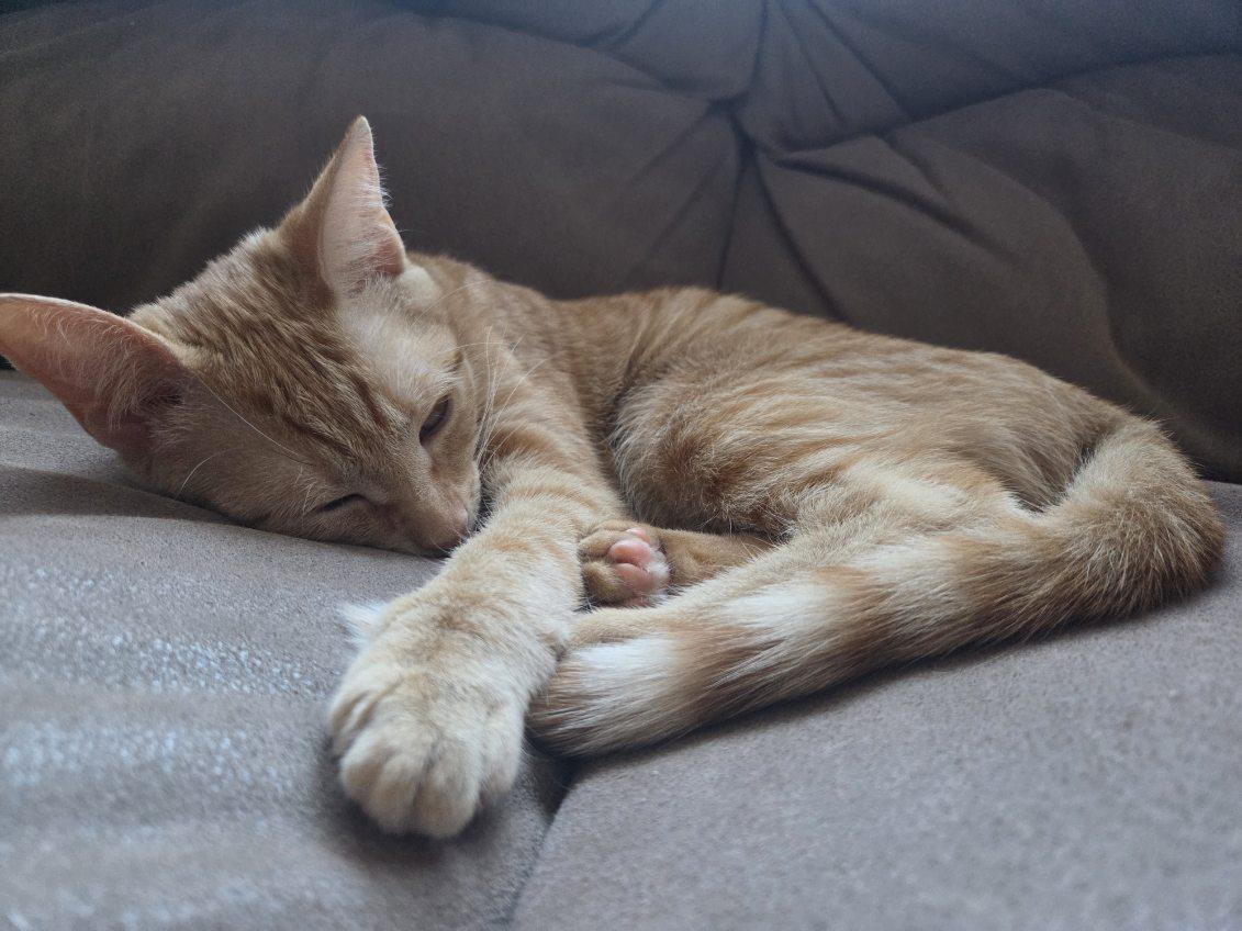 Enlarge Foxy, a Adoptable Domestic Short Hair in Brooklyn, NY image 3/5