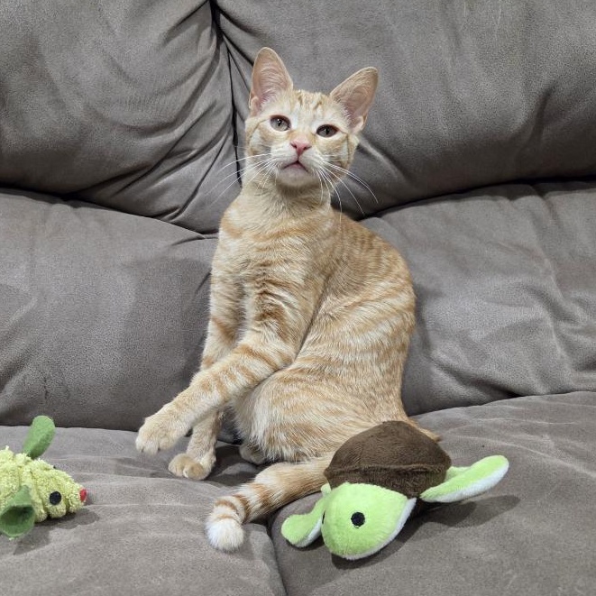 Foxy, Adoptable, Kitten Female Domestic Short Hair.