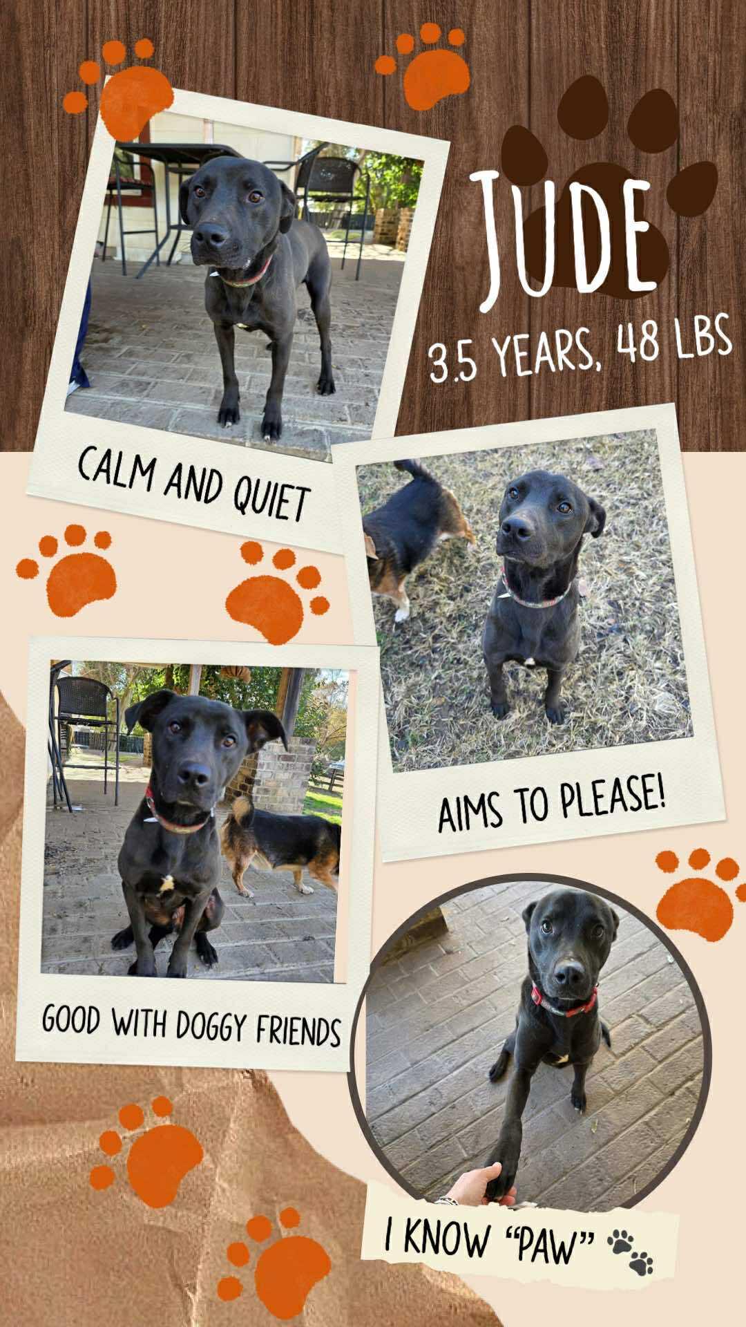 JUDE, a Adoptable Labrador Retriever in Holbrook, NY image 1/3