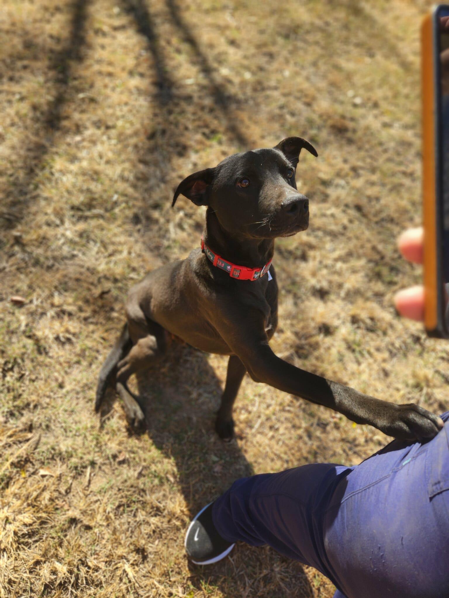 JUDE, a Adoptable Labrador Retriever in Holbrook, NY image 2/3