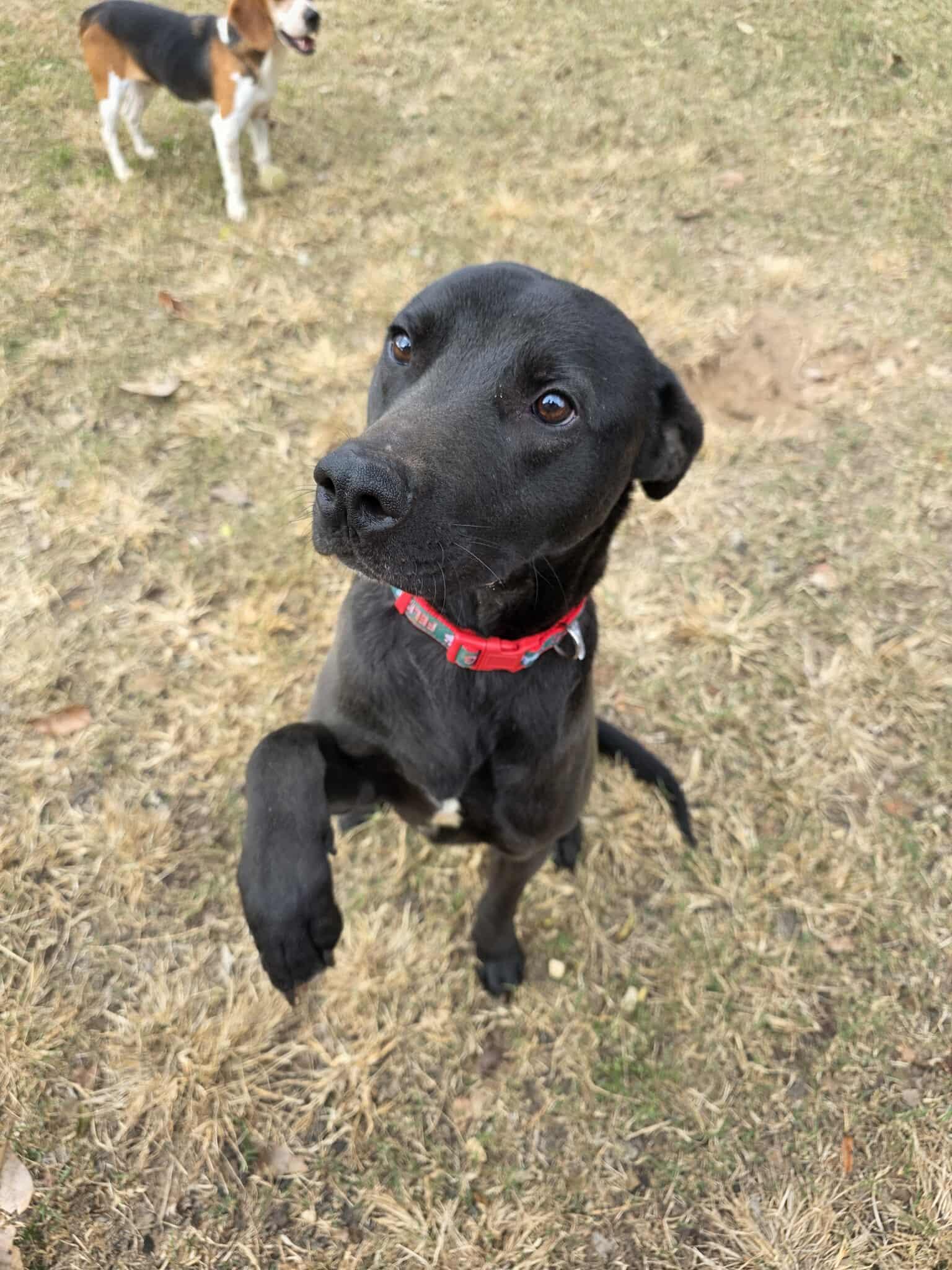 JUDE, a Adoptable Labrador Retriever in Holbrook, NY image 3/3
