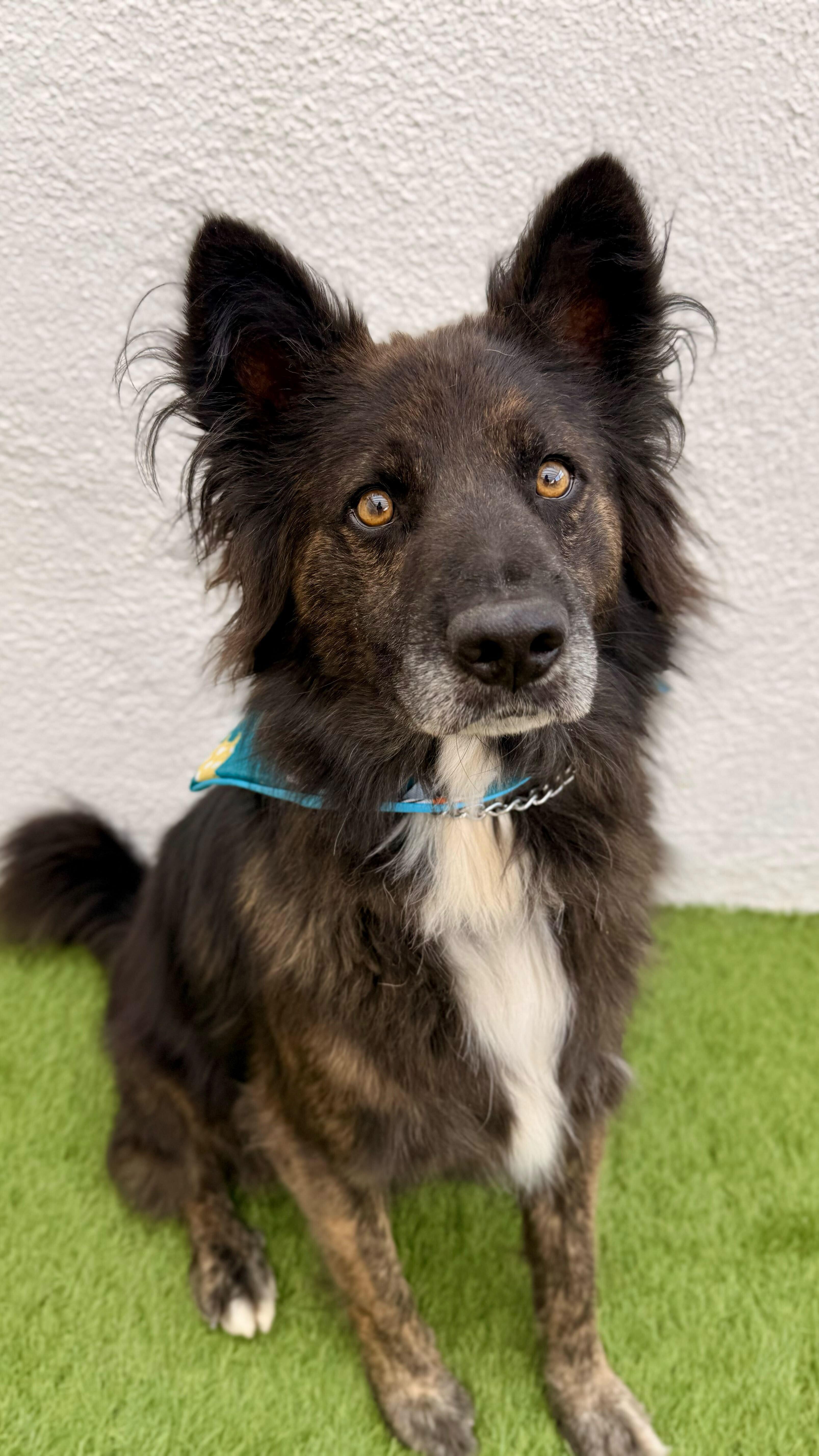 Enlarge BALLOO, a Adoptable mixed breed in San Diego, CA image 5/6