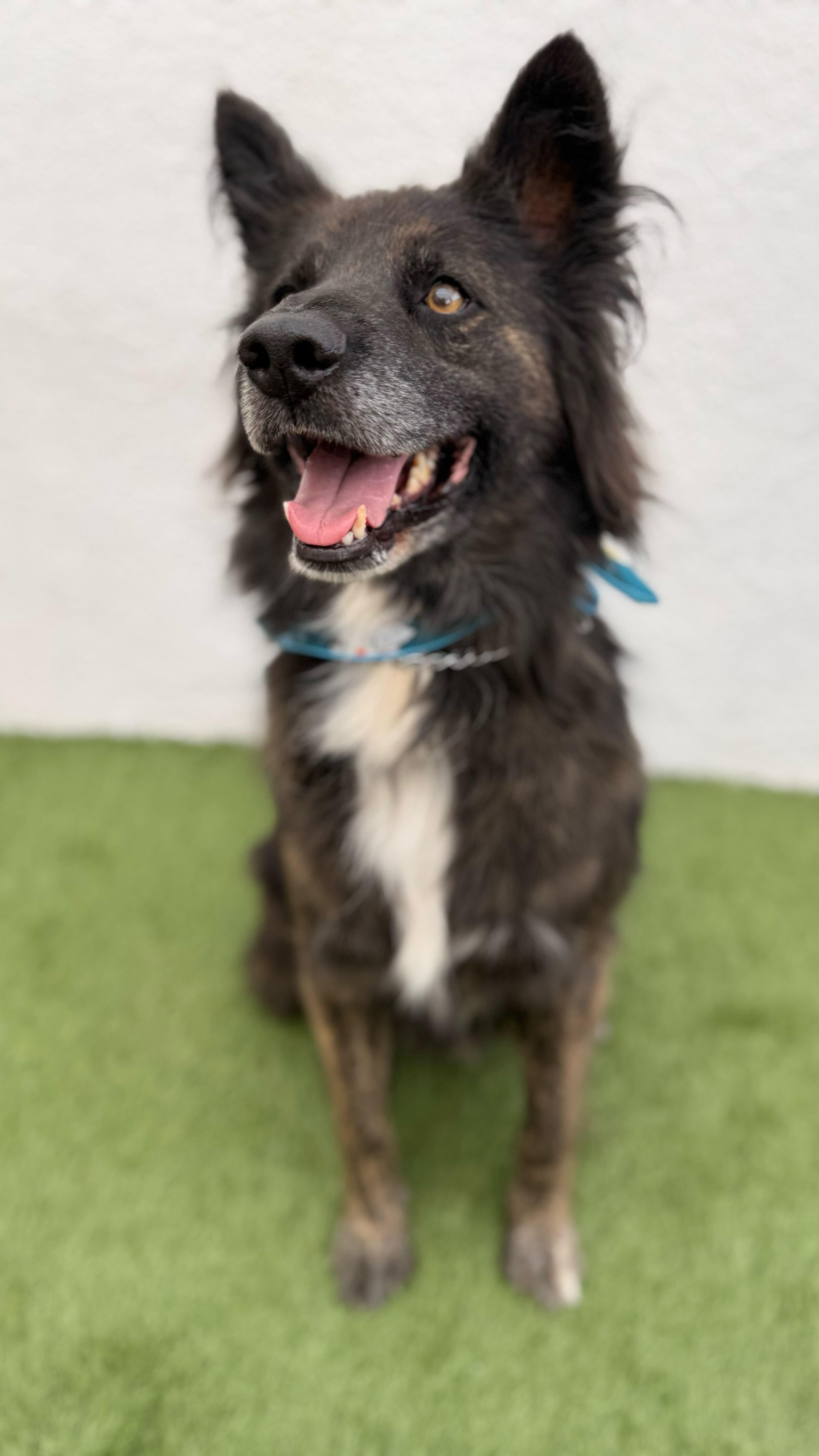 BALLOO, Adoptable, Adult Male Border Collie & German Shepherd Dog.
