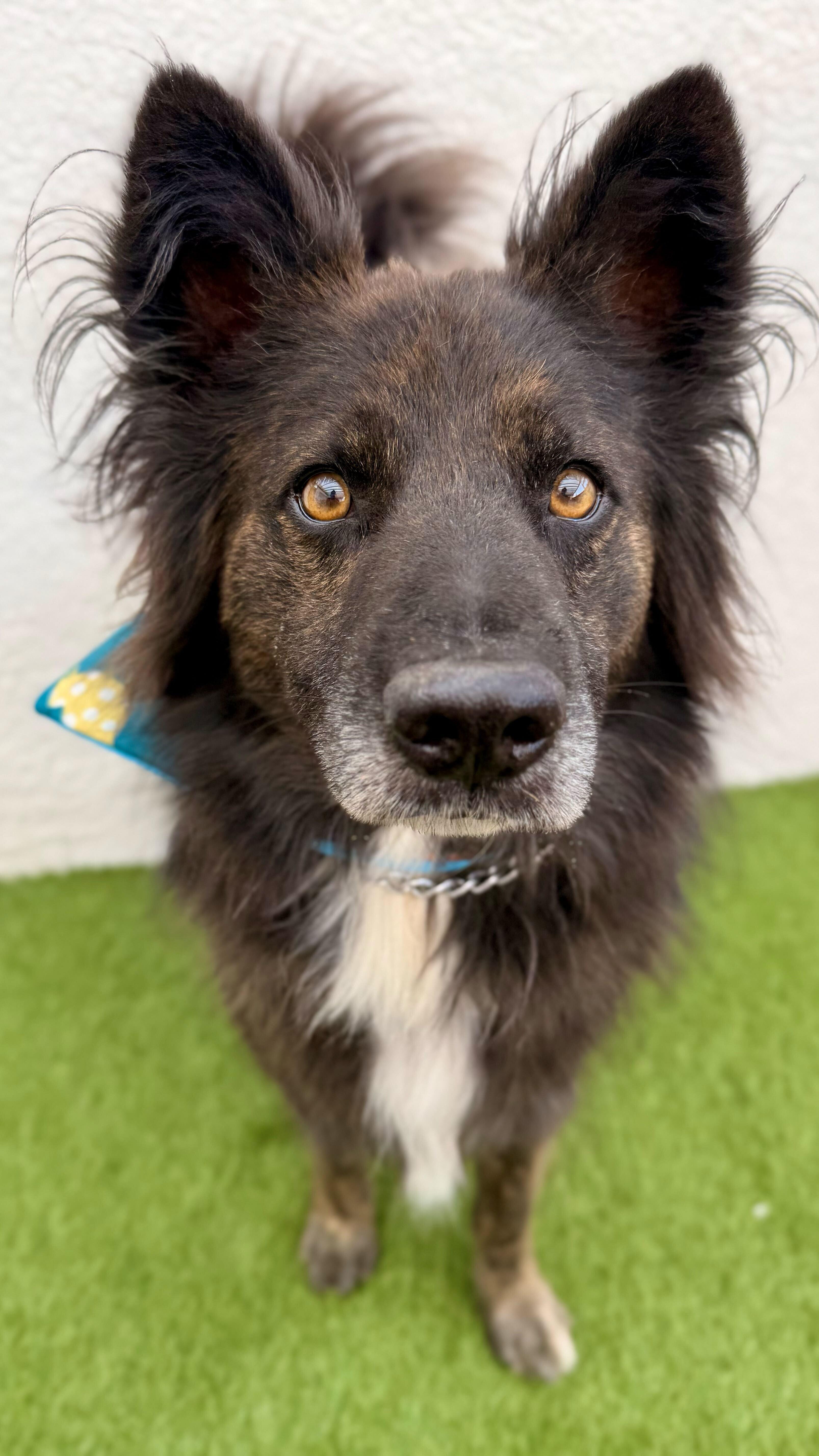 Enlarge BALLOO, a Adoptable mixed breed in San Diego, CA image 3/6
