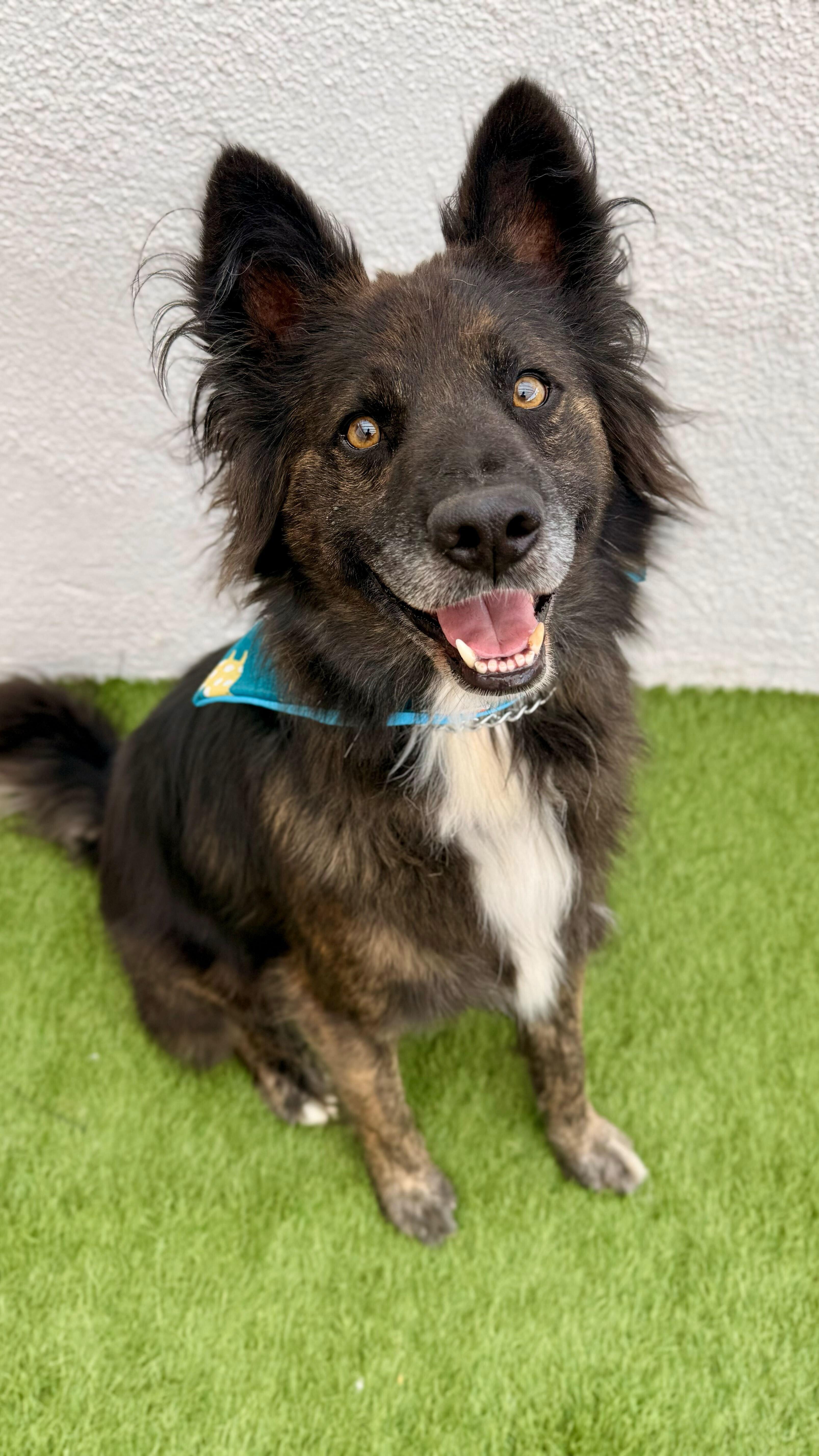 Enlarge BALLOO, a Adoptable mixed breed in San Diego, CA image 2/6