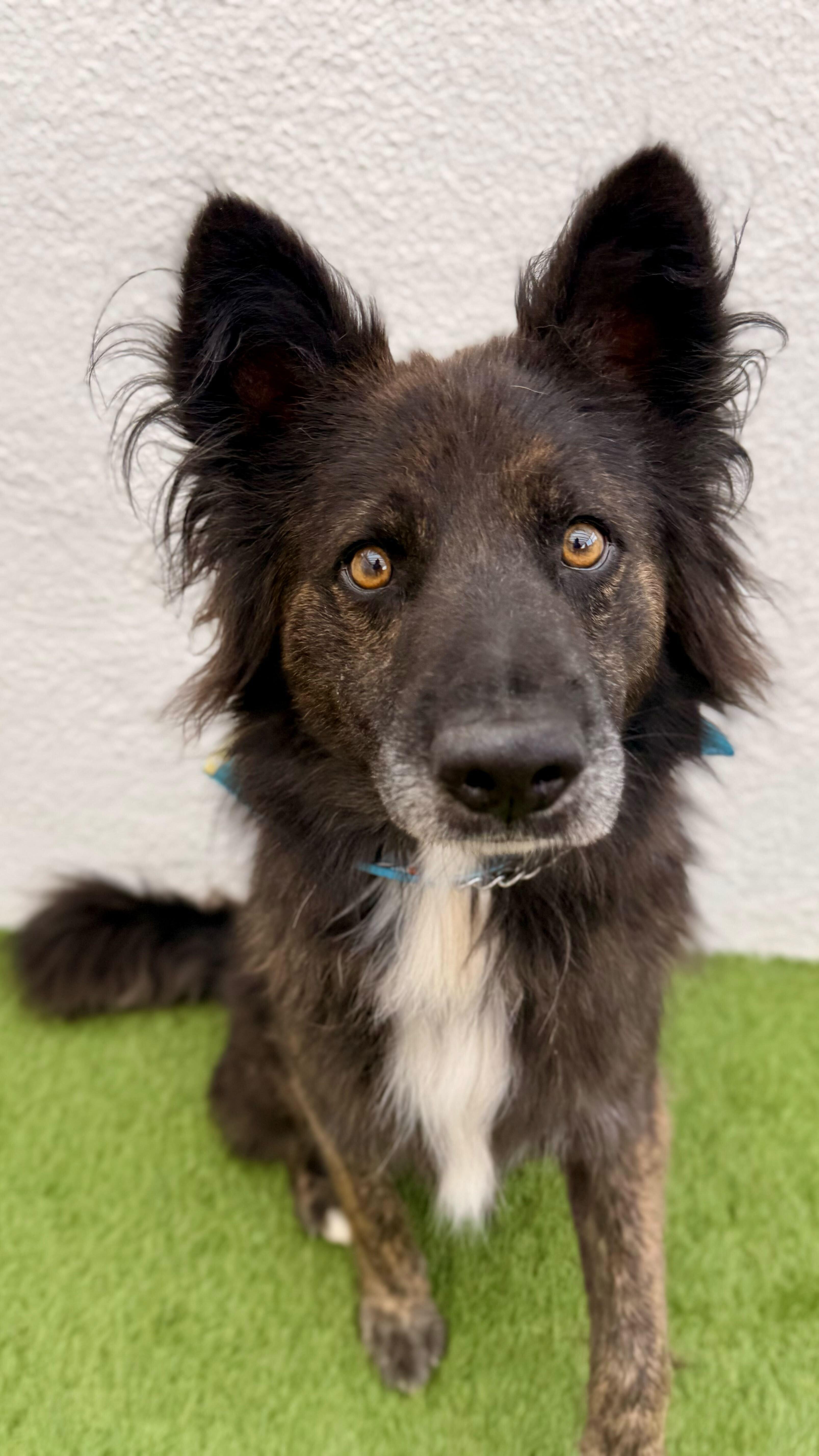 Enlarge BALLOO, a Adoptable mixed breed in San Diego, CA image 4/6