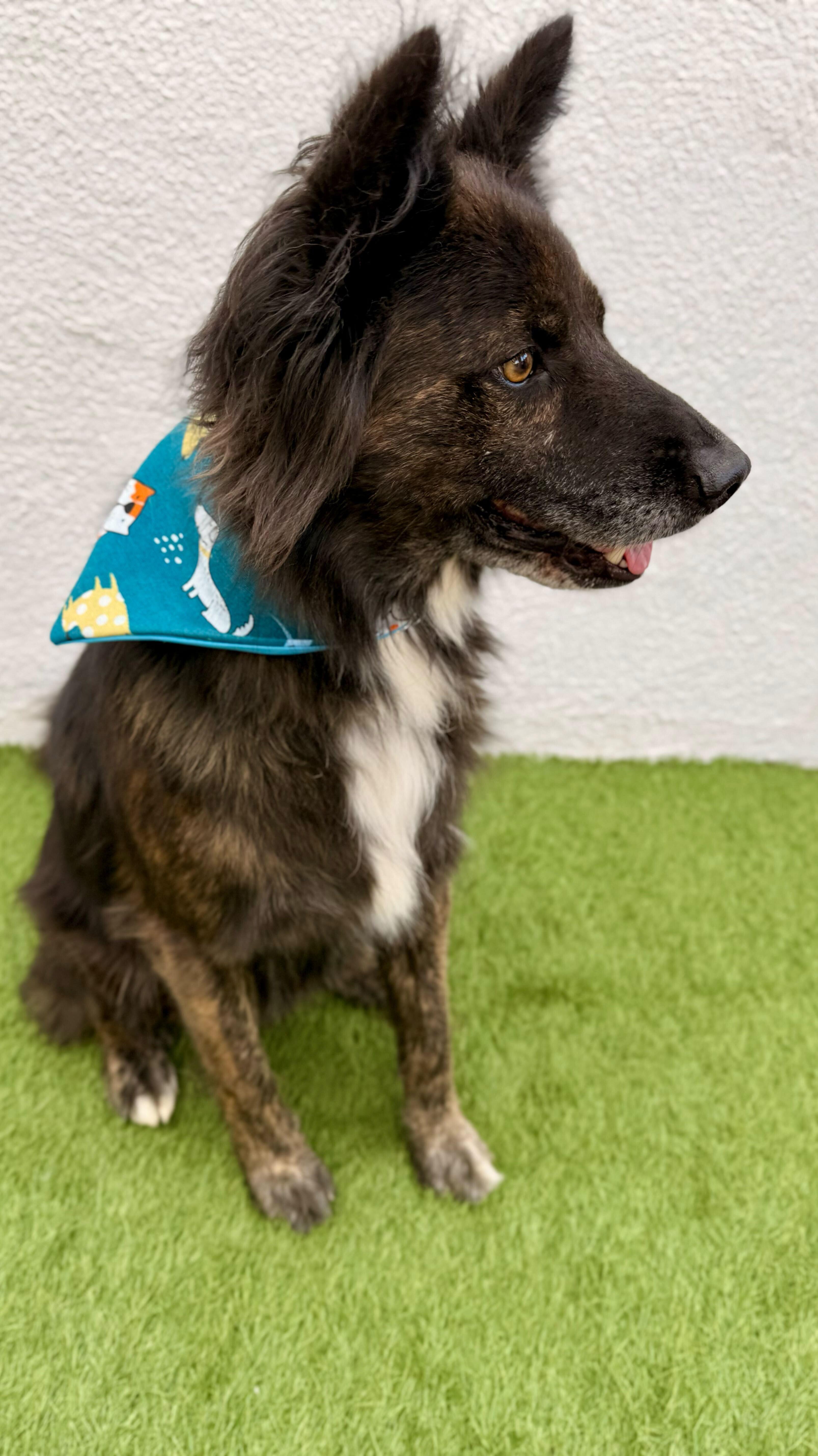 Enlarge BALLOO, a Adoptable mixed breed in San Diego, CA image 6/6