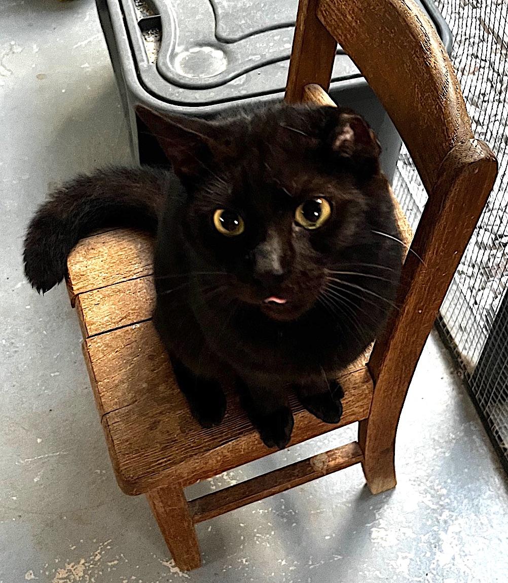 Biscuit, Adopted, Adult Male Domestic Short Hair.