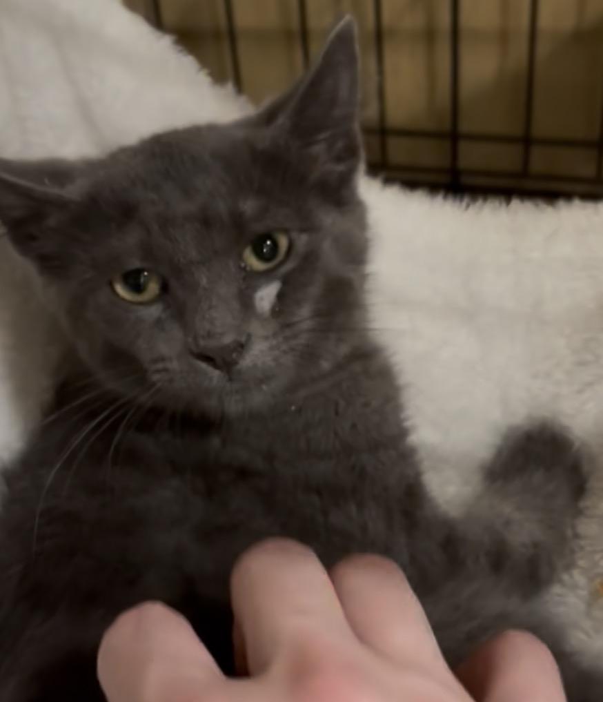 Enlarge Koala, a Adopted Russian Blue in Westville, NJ image 3/4