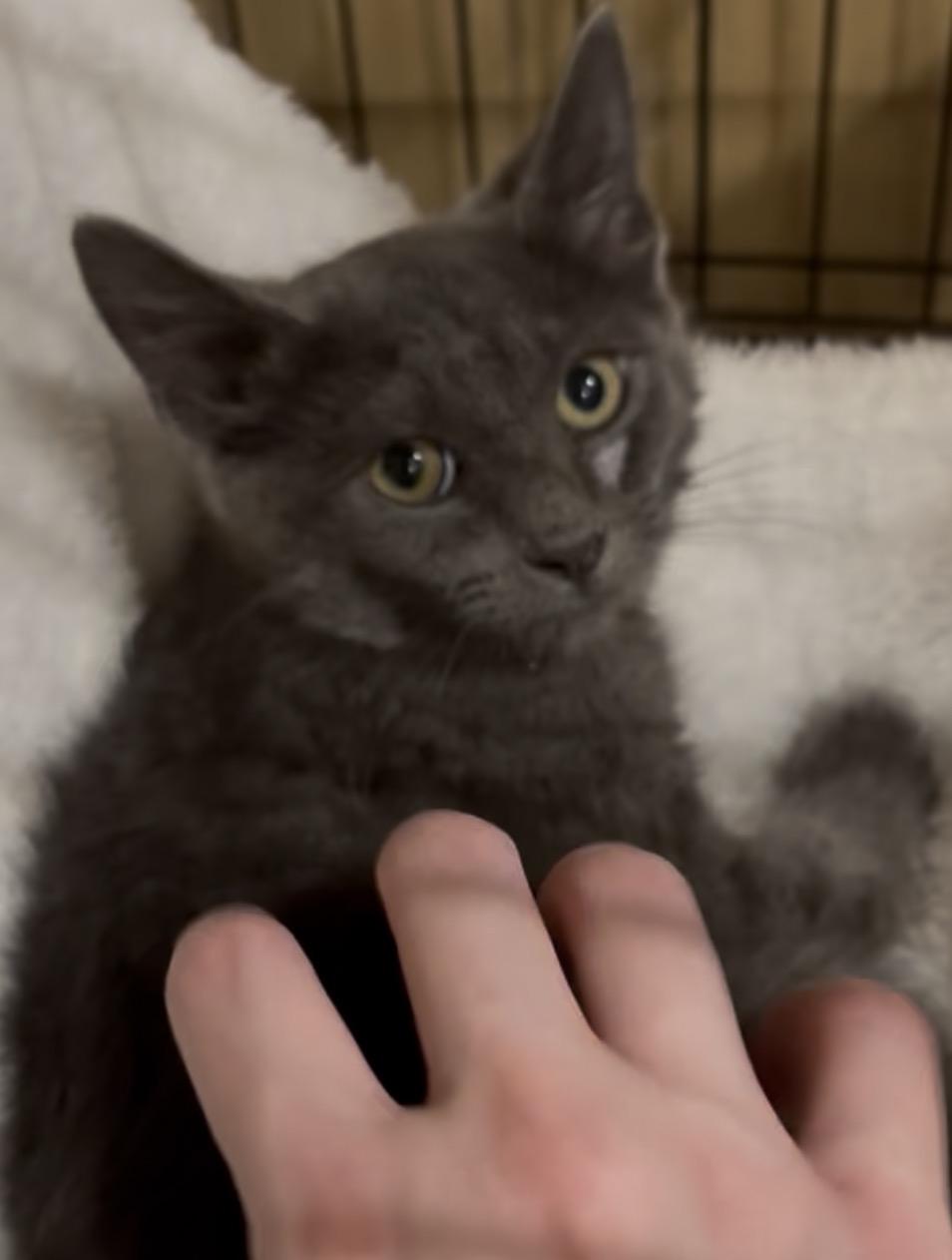 Enlarge Koala, a Adopted Russian Blue in Westville, NJ image 1/4