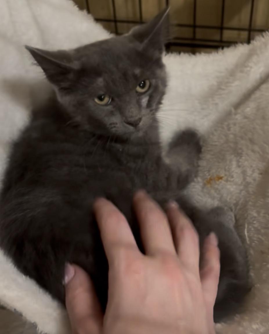 Enlarge Koala, a Adopted Russian Blue in Westville, NJ image 2/4