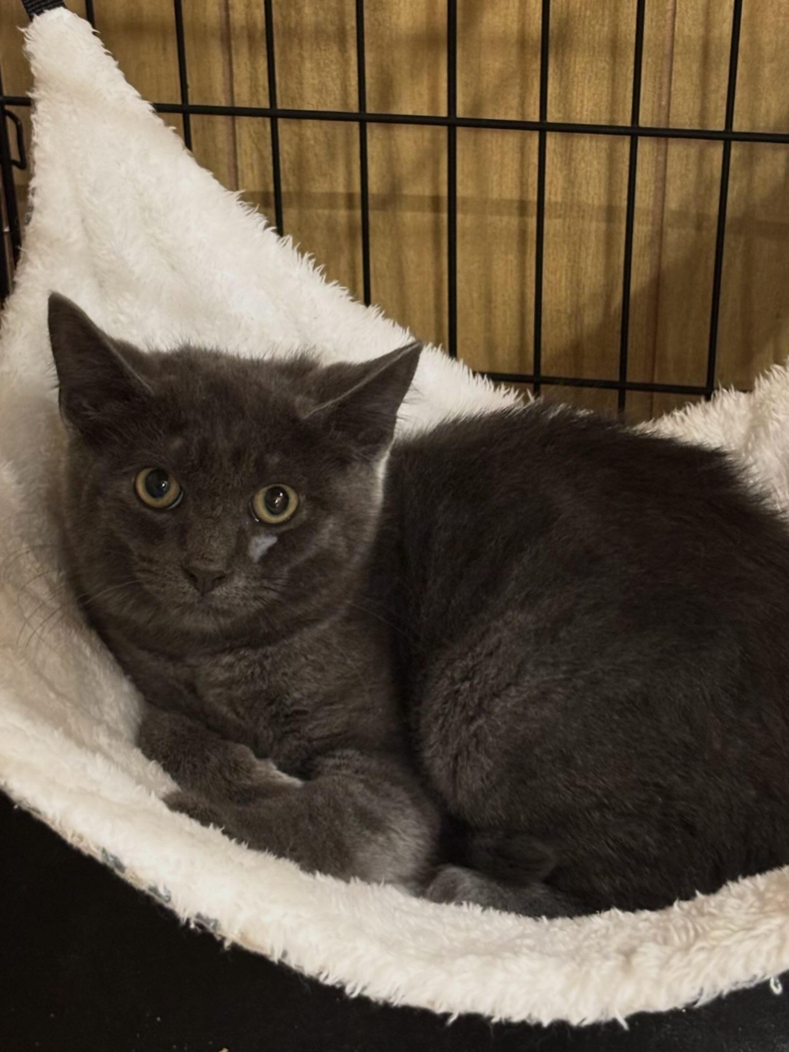 Enlarge Koala, a Adopted Russian Blue in Westville, NJ image 4/4