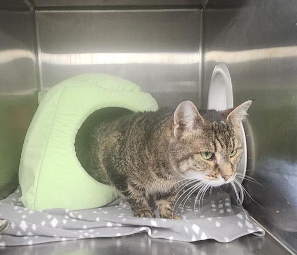 Dandelion, Adoptable, Senior Female Domestic Short Hair.