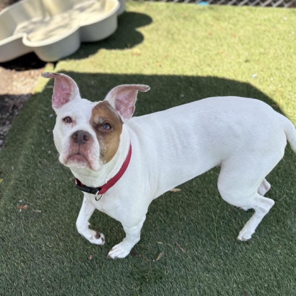 Winter, a Adoptable Pit Bull Terrier in Newport, NC image 1/6