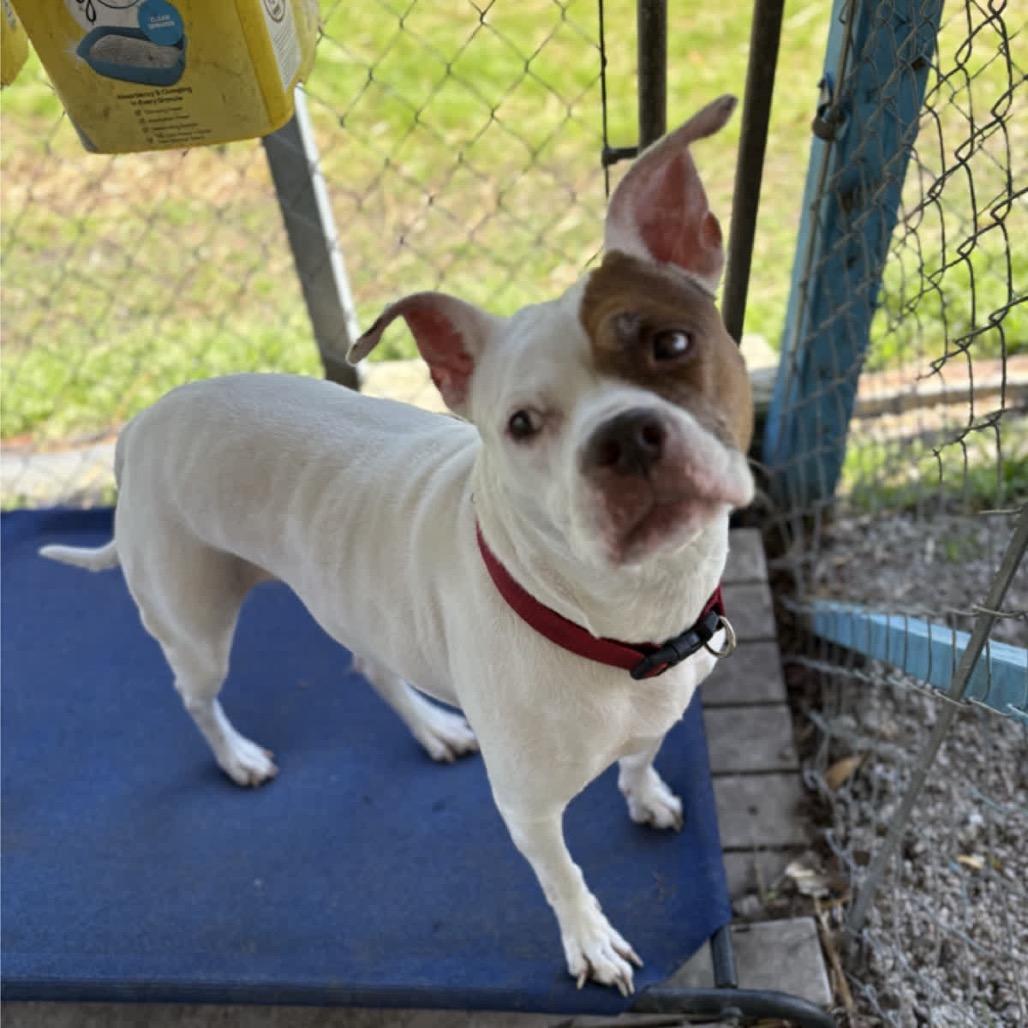 Winter, a Adoptable Pit Bull Terrier in Newport, NC image 2/6