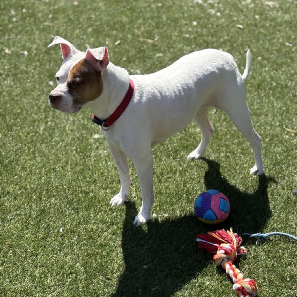 Winter, a Adoptable Pit Bull Terrier in Newport, NC image 3/6
