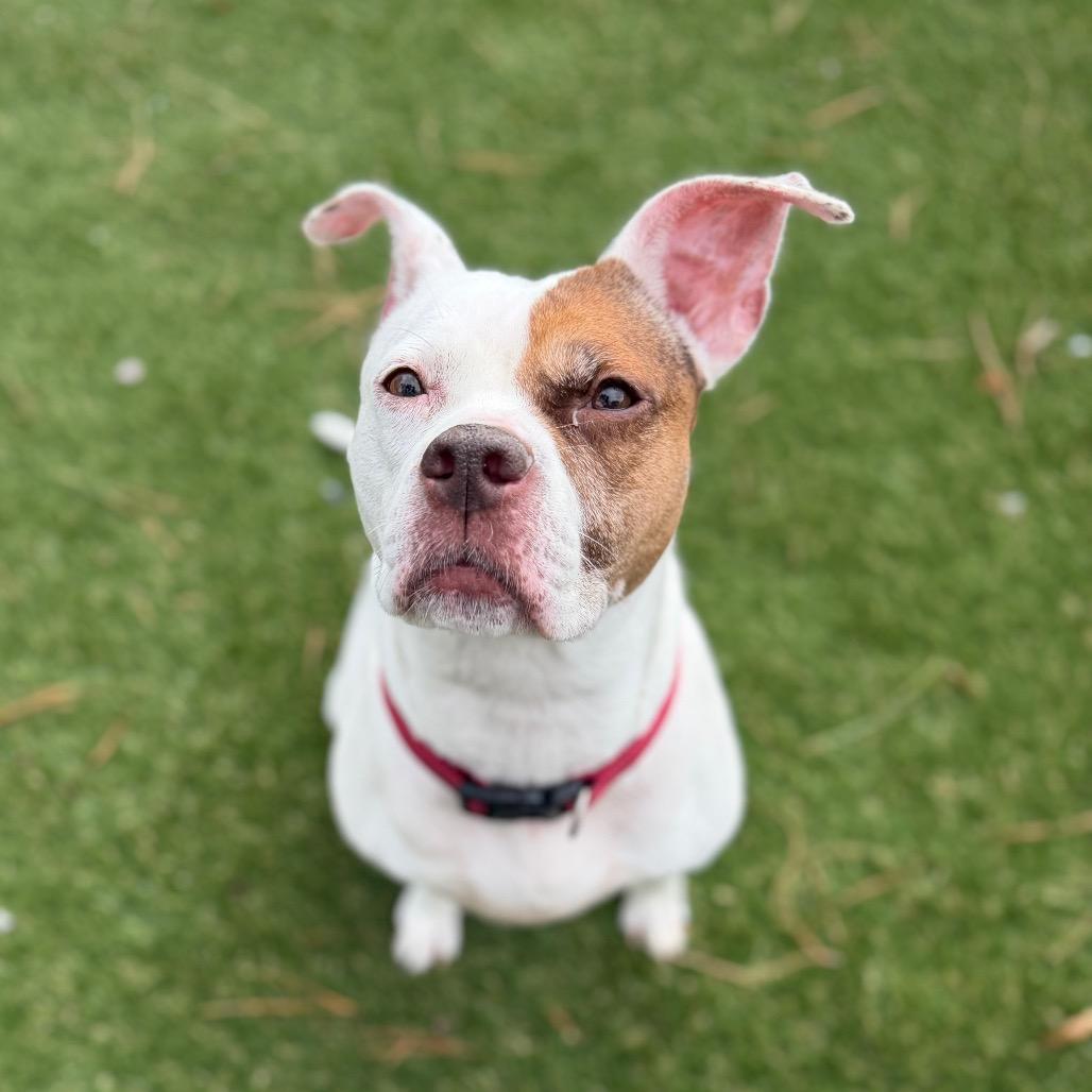 Winter, a Adoptable Pit Bull Terrier in Newport, NC image 4/6