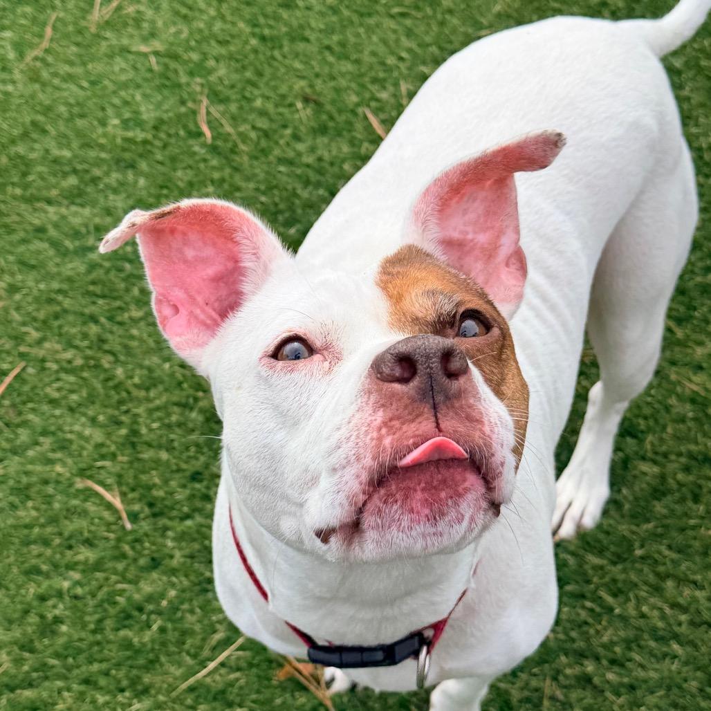 Winter, a Adoptable Pit Bull Terrier in Newport, NC image 5/6