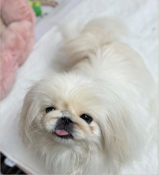 Bianca, Adoptable, Adult Female Pekingese.