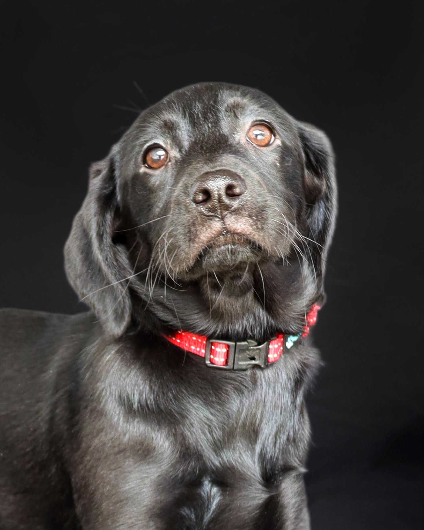 Enlarge BELLE, a ADOPTABLE mixed breed in North Granby, CT image 1/3