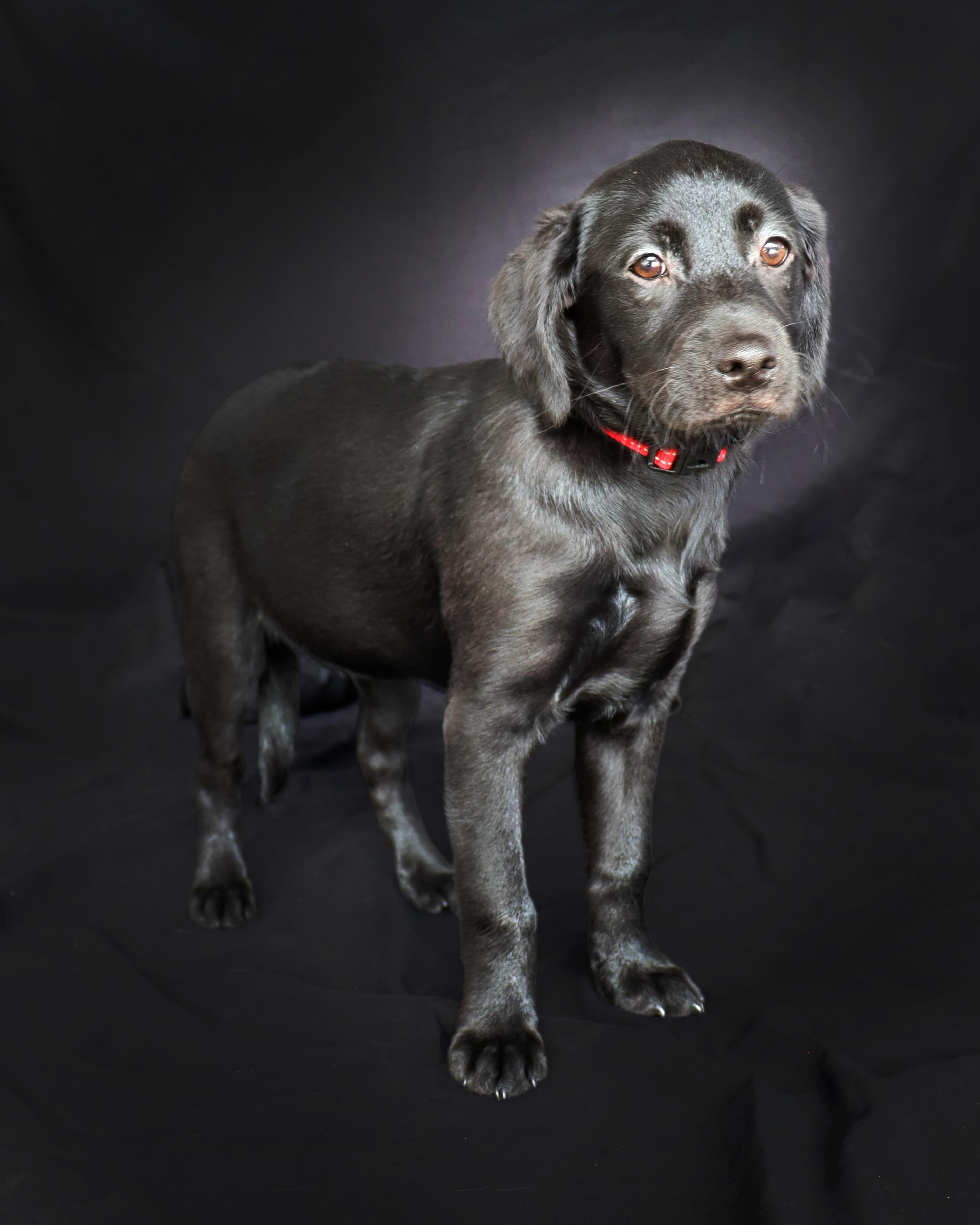 Enlarge BELLE, a ADOPTABLE mixed breed in North Granby, CT image 2/3