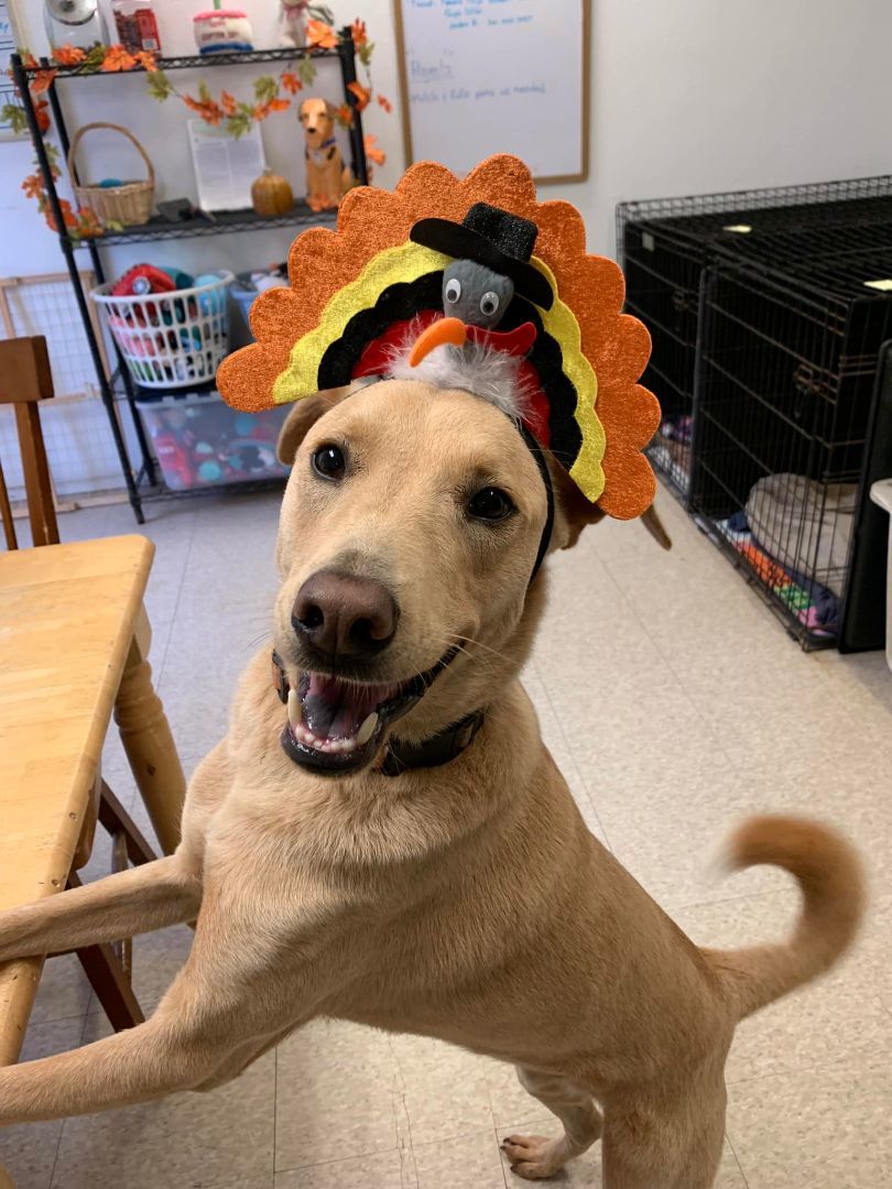 Connor, Adoptable, Young Male Yellow Labrador Retriever & Spitz.