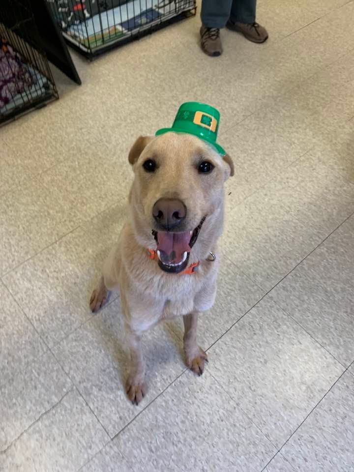 Connor, a Adoptable mixed breed in Fair Oaks Ranch, TX image 2/6