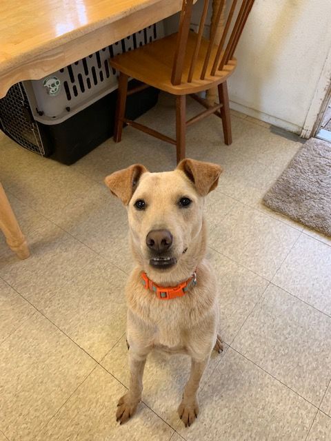 Connor, a Adoptable mixed breed in Fair Oaks Ranch, TX image 3/6