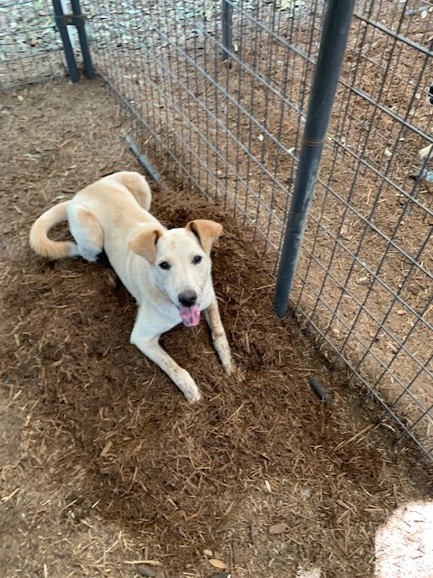 Connor, a Adoptable mixed breed in Fair Oaks Ranch, TX image 4/6
