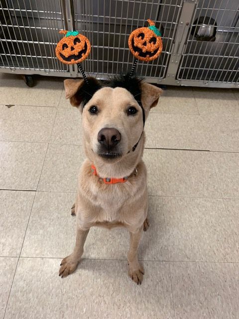 Connor, a Adoptable mixed breed in Fair Oaks Ranch, TX image 5/6