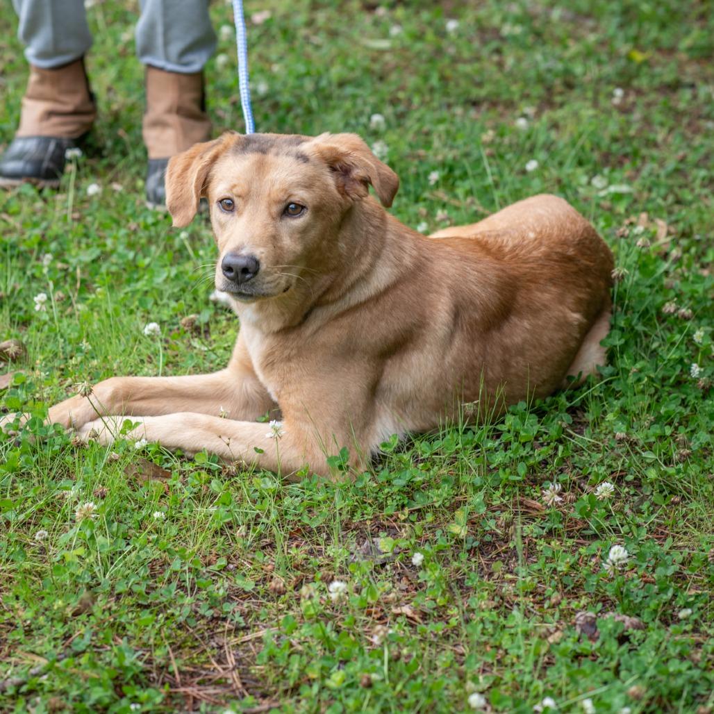 Enlarge WINNIE-30730, a Adoptable mixed breed in Bartlett, TN image 1/2