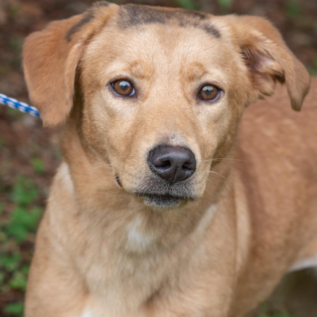 Enlarge WINNIE-30730, a Adoptable mixed breed in Bartlett, TN image 2/2