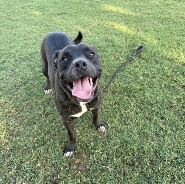 Bernard, a Adoptable mixed breed in Tulare, CA image 1/6