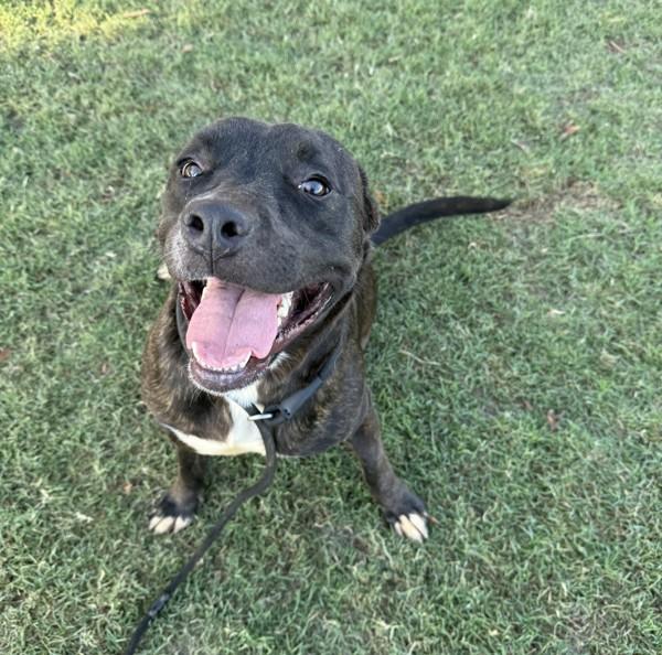 Bernard, a Adoptable mixed breed in Tulare, CA image 1/6