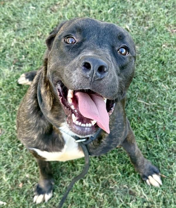 Bernard, a Adoptable mixed breed in Tulare, CA image 3/6