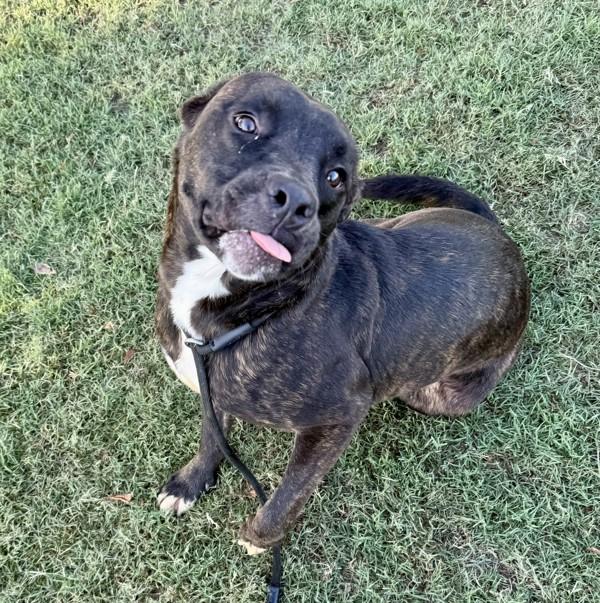 Bernard, a Adoptable mixed breed in Tulare, CA image 2/6