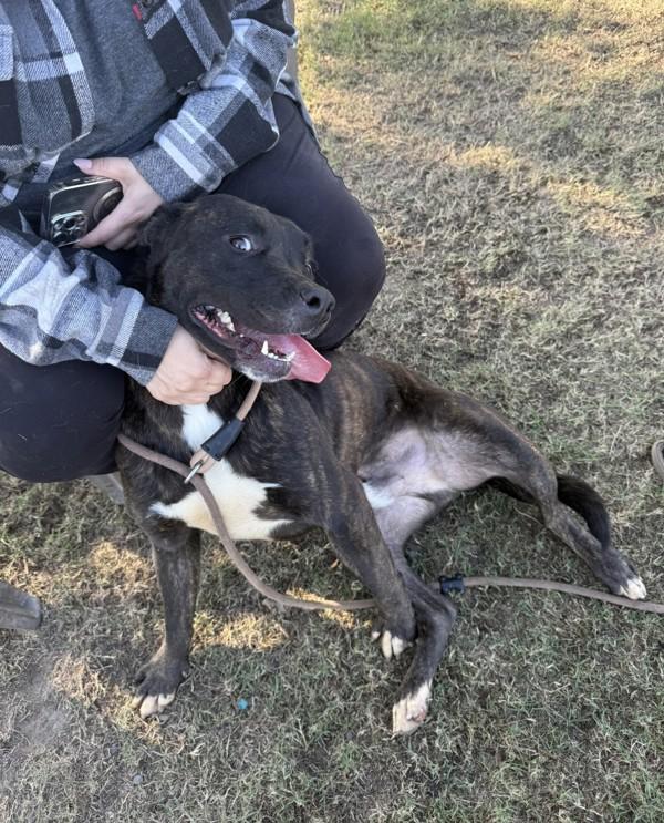 Bernard, a Adoptable mixed breed in Tulare, CA image 4/6