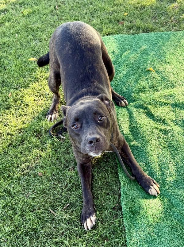 Bernard, a Adoptable mixed breed in Tulare, CA image 5/6