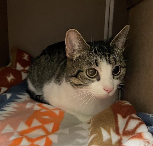 ROO, Adoptable, Adult Female Domestic Short Hair.