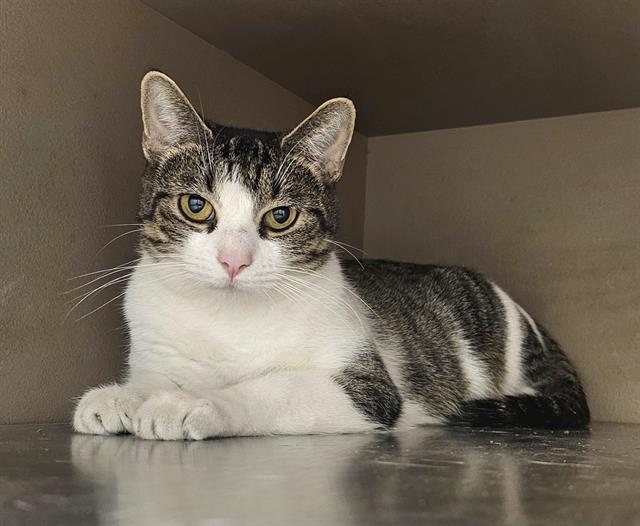 ROO, Adoptable, Adult Female Domestic Short Hair.