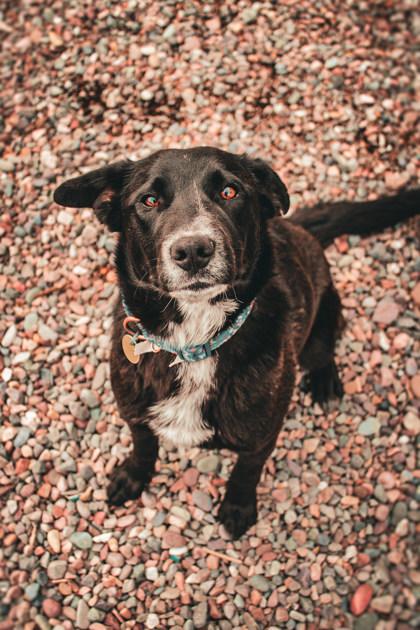 Enlarge Jesse, a ADOPTABLE Mixed Breed in Missoula, MT image 1/2