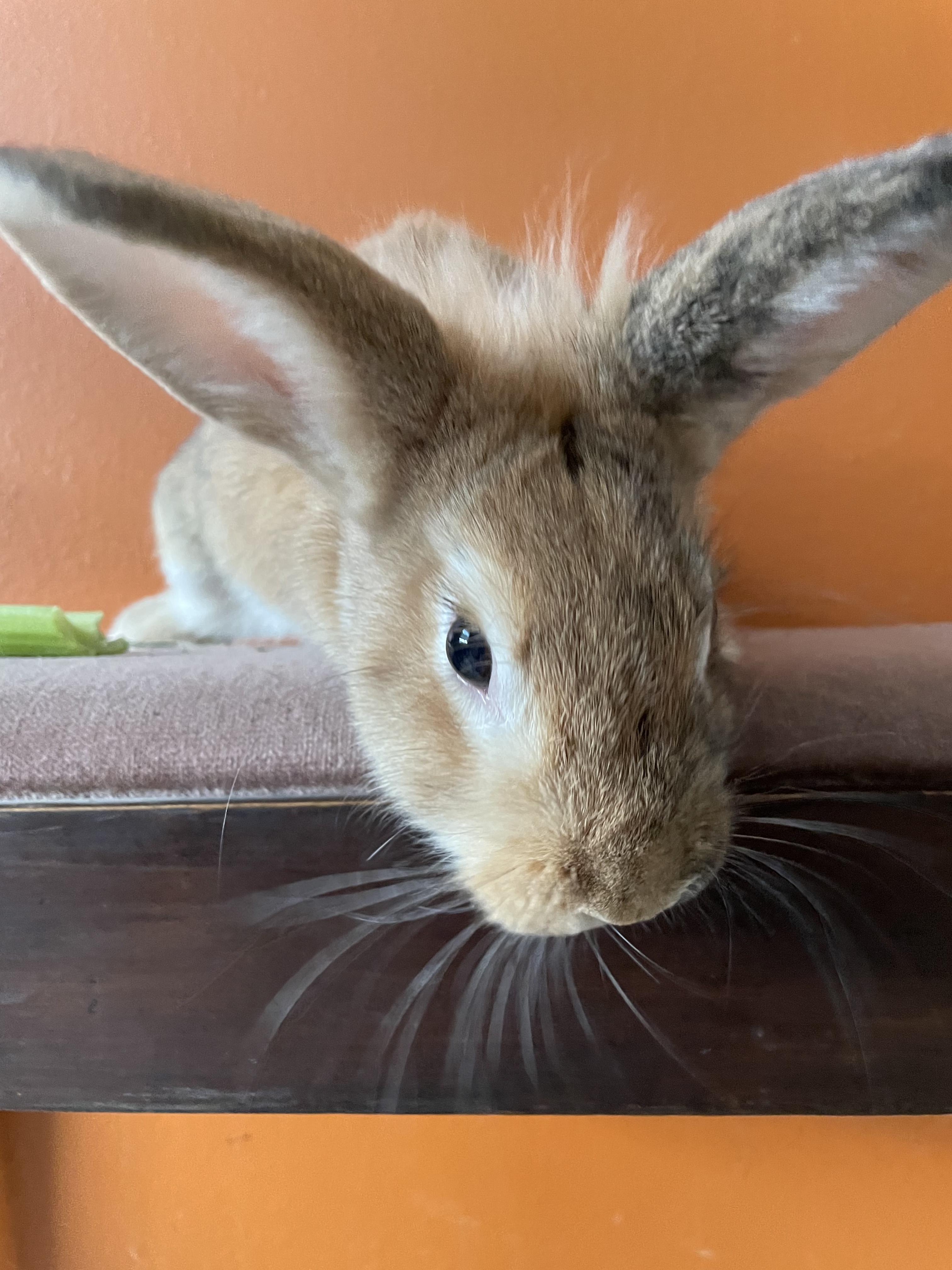 Buffy (& Hart), Adopted, Adult Female Lionhead.