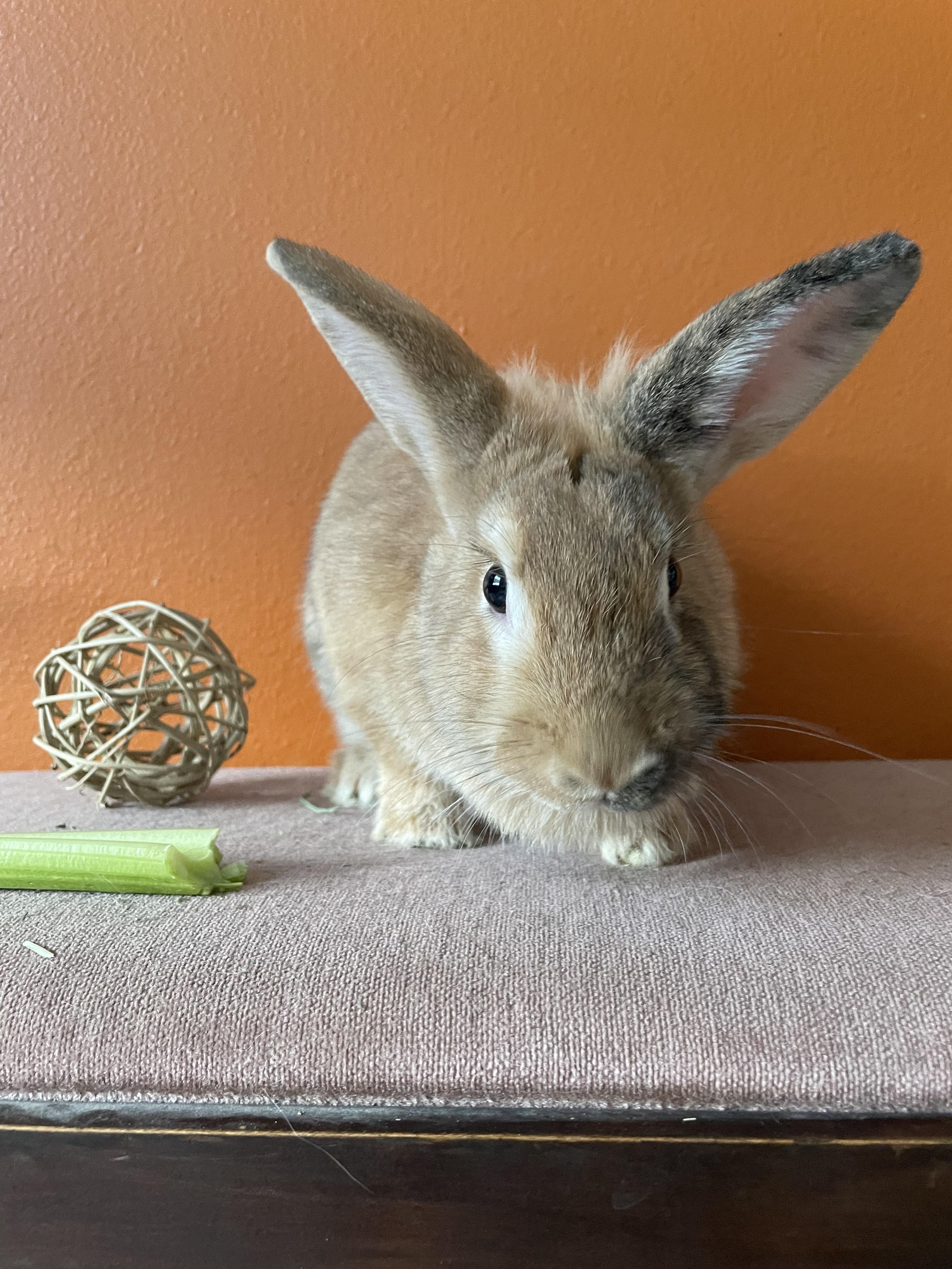 Enlarge Buffy (& Hart), a Adopted Lionhead in Holiday, FL image 2/6