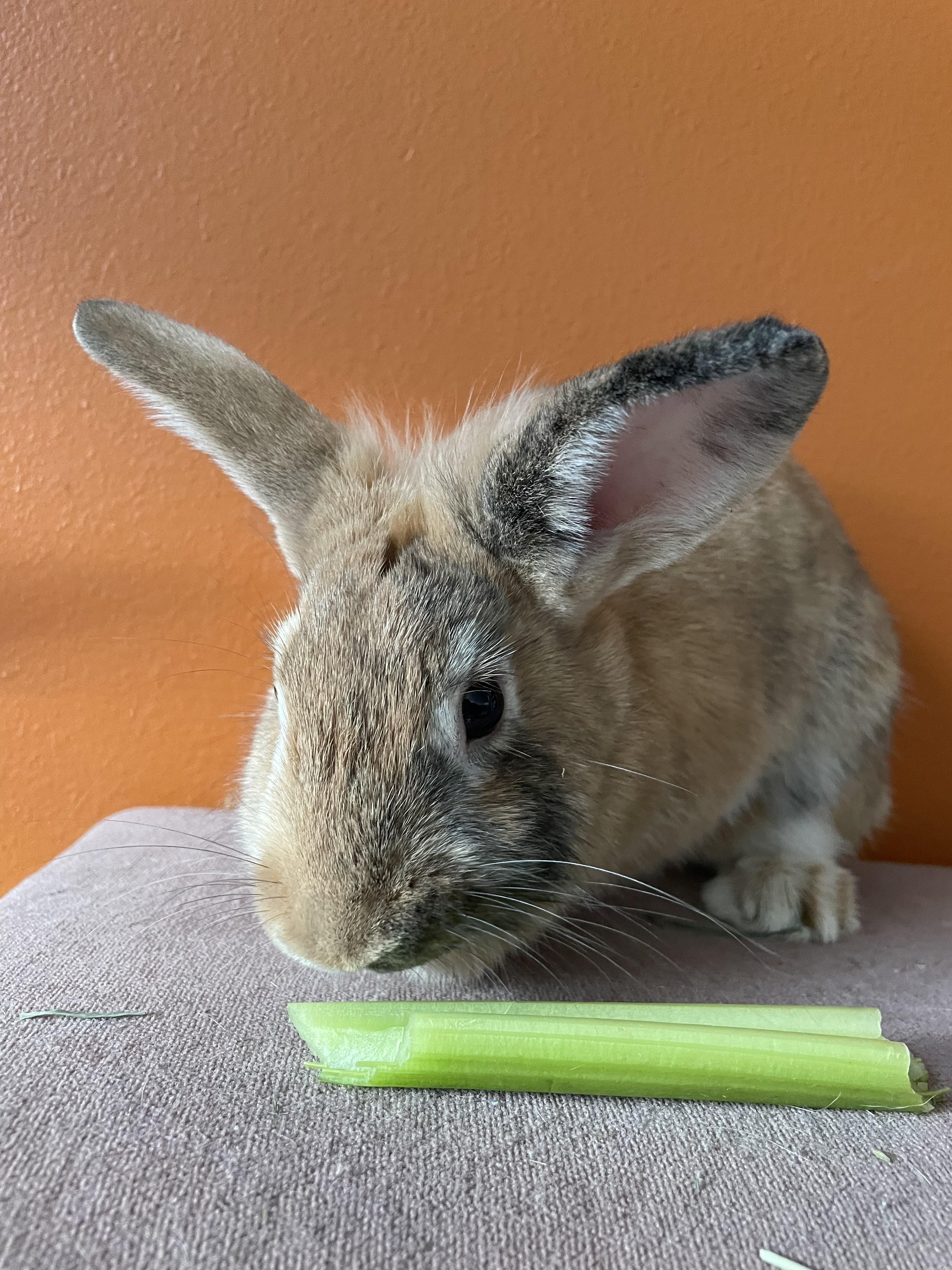Enlarge Buffy (& Hart), a Adopted Lionhead in Holiday, FL image 5/6