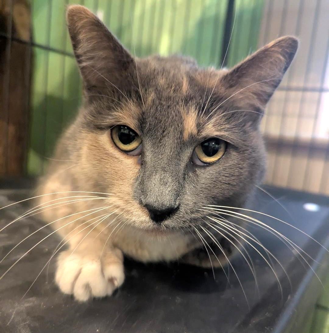 Enlarge MISS PRISS - CHUNKY DILUTE CALICO SWEET TALKER, a ADOPTABLE mixed breed in Plano, TX image 6/6