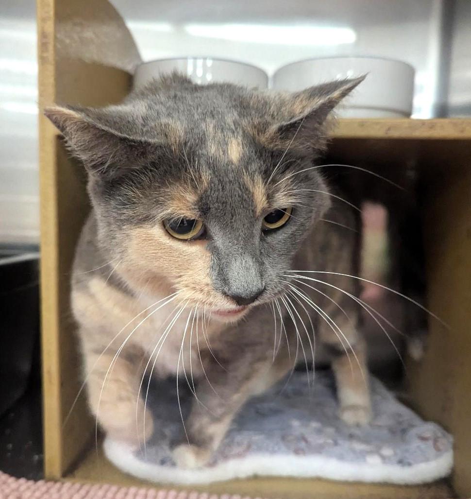 Enlarge MISS PRISS - CHUNKY DILUTE CALICO SWEET TALKER, a ADOPTABLE mixed breed in Plano, TX image 4/6