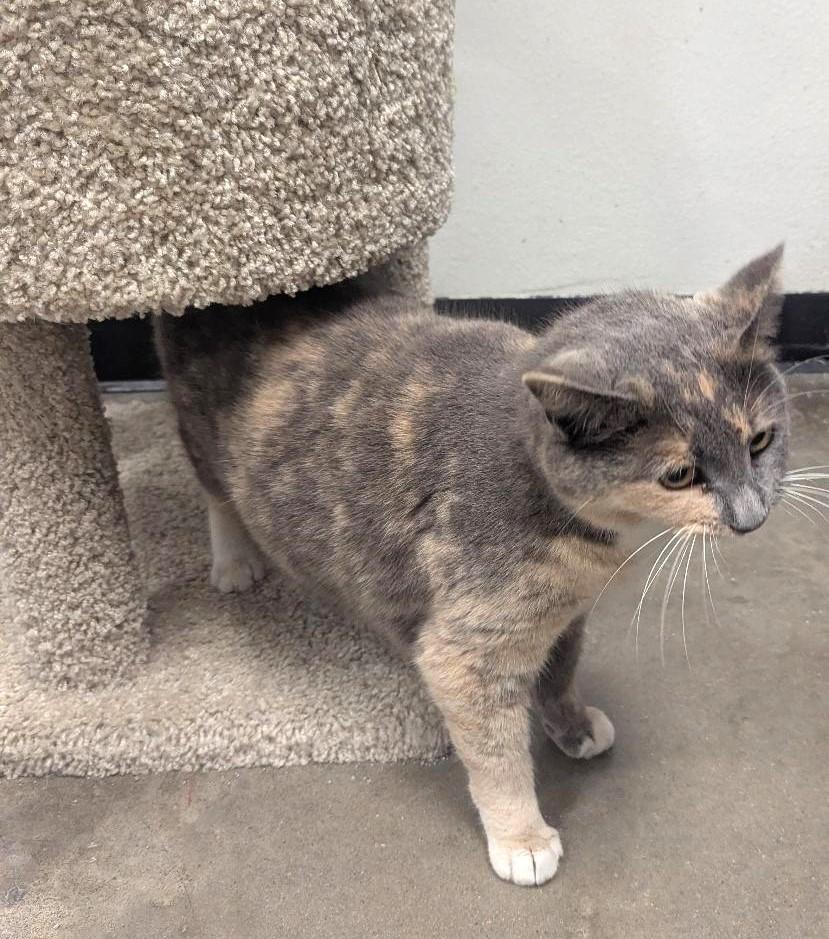 Enlarge MISS PRISS - CHUNKY DILUTE CALICO SWEET TALKER, a ADOPTABLE mixed breed in Plano, TX image 5/6