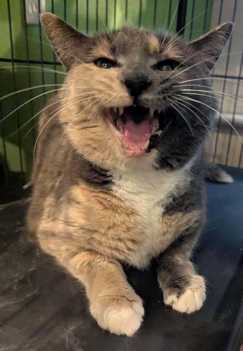 MISS PRISS - CHUNKY DILUTE CALICO SWEET TALKER, ADOPTABLE, Adult Female Dilute Tortoiseshell & Domestic Short Hair.